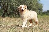 BERGER AUSTRALIEN PUPPIES 264